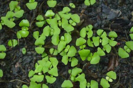 Restorative Properties of Adaptogens Image